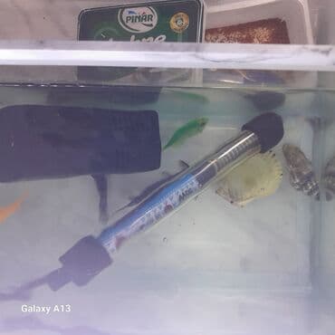 betta balıq: Akvaryum seti - Şüşə akvarium (şəffaf, dikdörtgen formalı) – yan — 4