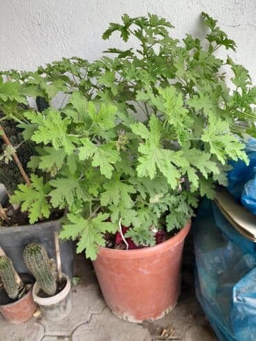 ağacların dərmanlanması: Otaq bitkiləri — 7