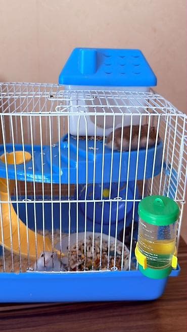 qefes: Hamster üçün tam dəst qəfəs Ağ və boz rəngli sevimli xamyaklardır — 2