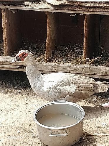 balaca tuklu it: Lal ordey Lavanda cinsi. təmiz qan. Erkeydiler. 3-4 günlük balalar da — 2