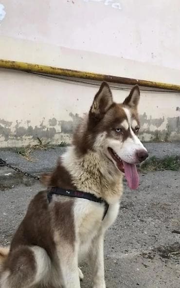 Xaski, 1 il, Erkek, Peyvəndli, Ünvandan götürmə