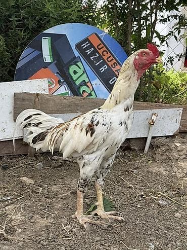 Tecili. 11 aylıq. Aktiv cavan gözel rengli vidi ve cinsi olan yapon