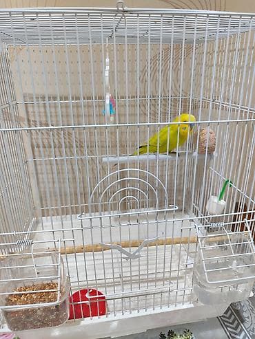 bulbul quşu: Продаю волнистого попугая Кики. Возраст 1 год — 5