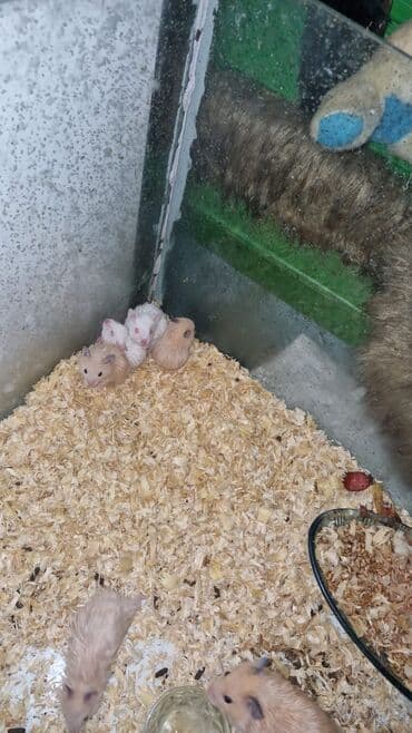 toyuq neçə gün kürt yatır: .
Sumqarnik kako rengli balalar dislemirler — 4