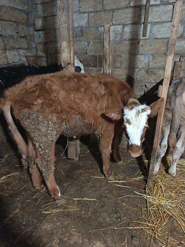 sud veren inek satilir: Dana, buzov, Dişi, ay: 6, 70 kq, Ətlik, Ünvandan götürmə — 1