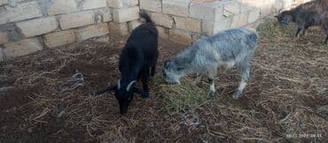 Keçi və çəpişlər