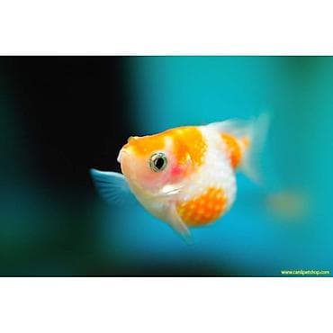 Qızıl balıq, Sülhsevər — 2