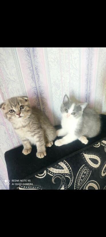 Bıçaqlar: Şotland, Dişi, Ünvandan götürmə — 3