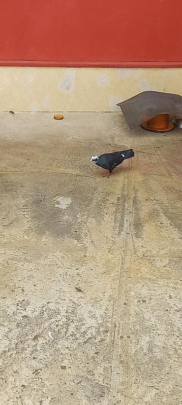 ev heyvanları it: Erkeydi şar kimidi — 3