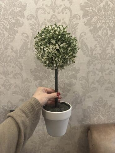 toxuma guller: Dekorativ topiar bitki – ağ keramik dibçəkdə - Realistik görünüşlü — 1