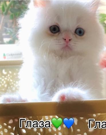 Зоотовары: Шиншилла, Самец, В добрые руки, Платная доставка — 1