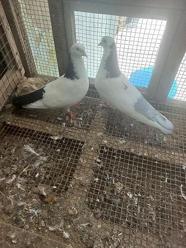 katibə quşu: 3 ədəd göyərçin. Ünvan Sabunçu. Dişi qara boynugüllü — 9