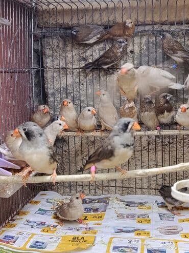 amadin yuvası: Amadin quşları Saglam 2024- 2025 uzuklu zebra amadin cutler satilir — 5