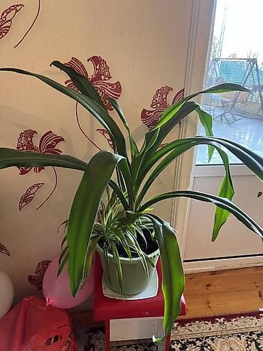 xetayi rayonu: Dipcek guleri — 2