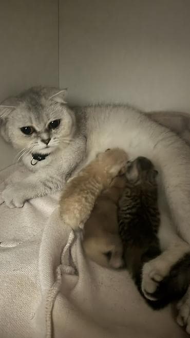 pişik həkimi: Britan, Dişi — 2