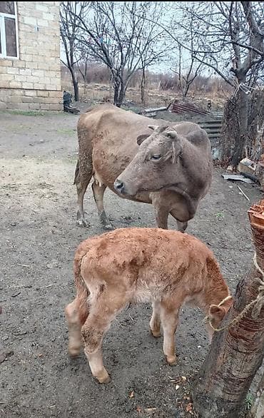 sivas kangal kanqal iti: Dana, buzov — 1