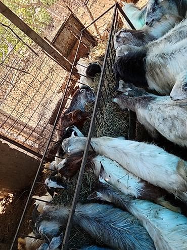 bakida it barinagi: Salam 22 başdi 10 anadi 11 bala bidenede içinde yaş yarrimliq divir — 5