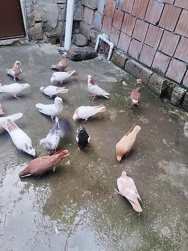 pavlin goyercin satisi: Təcili satılır gəncə 18 quş 150 manat — 5