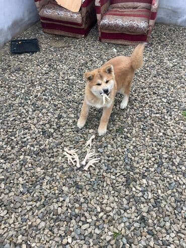 Volvo: Акита-ину, 3 месяца, Самец, Бесплатная доставка — 9