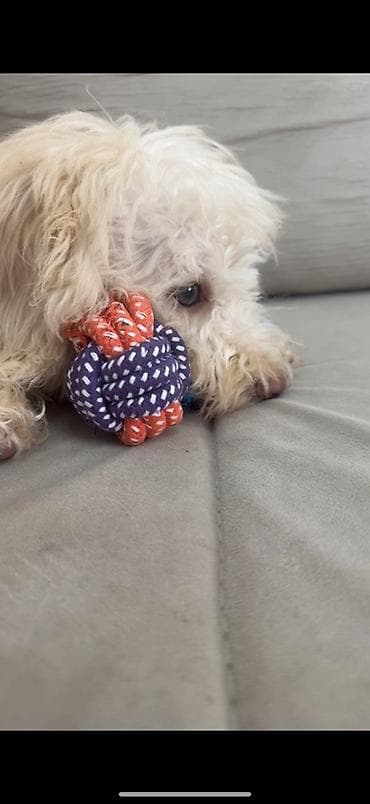 rottweiler satisi: Pudel, Erkek — 4