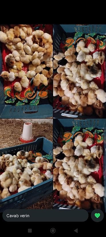 at satisi: Təzə çıxan təmiz kənd cücələrimiz satışda. ədədi 0.65 qəpik. İmişli və — 3