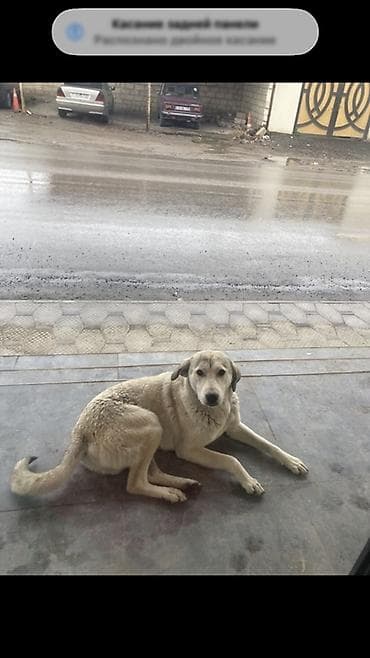 İt – böyük ölçülü, qum rəngində, qısa-yarıuzun tüklü, möhkəm bədən