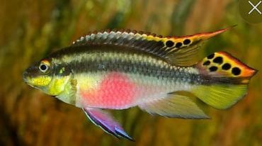 jako tutuquşu: Cixlid balığı, Sülhsevər — 1