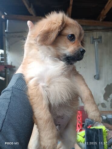 İtlər: Pekines — 1