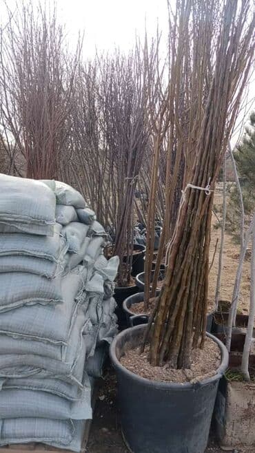 lenkeran cayi qiymeti: Kənd təsərrüfatı — 4