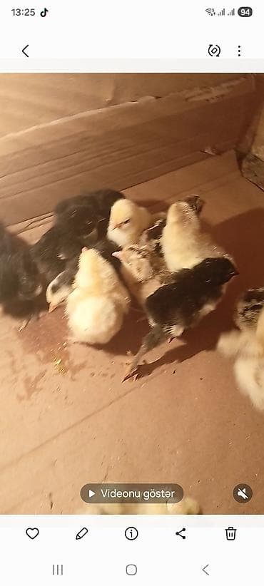 kənd cücələri: Toyuq cücələri, Damazlıq — 1