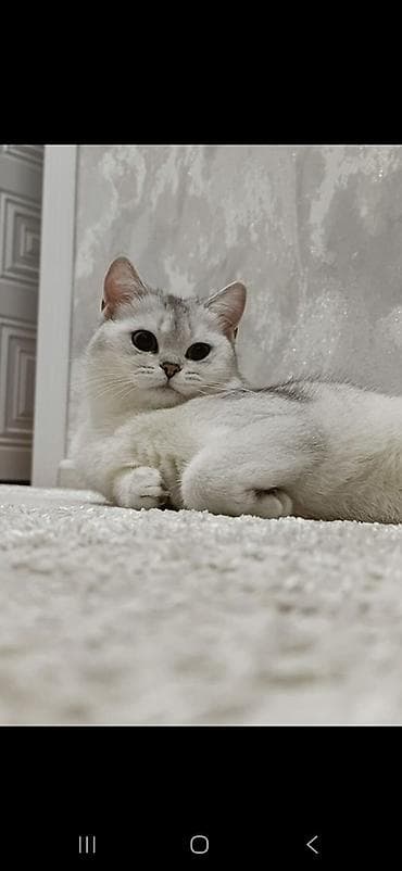 sinsila pisik: Şinşilla — 1