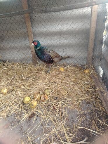 Mercedes-Benz: Məhsul: Fazan quşları (dekorativ və damazlıq) Təsvir: - Şəkillərdə — 1