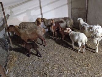 qaz yagi satisi: Dişi, Qala, il: 1, 50 kq, Damazlıq, Ünvandan götürmə — 4