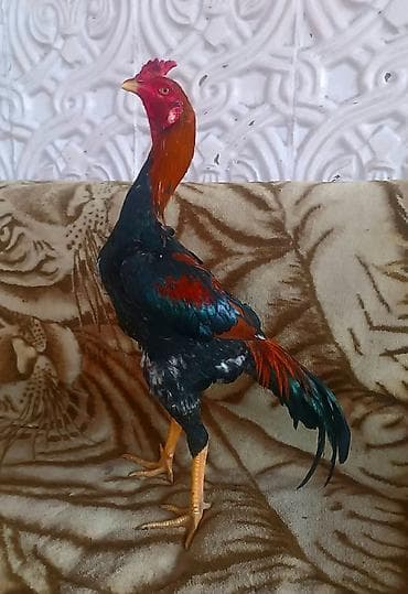 pavlin goyercin satisi: 11aylıq beçə satılır atası meydan udmuş heyvandı şax pipiylərdəndi — 1