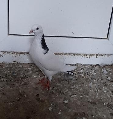 goyercin: 13 tuk erkeydi tutulma unvan suraxani — 4