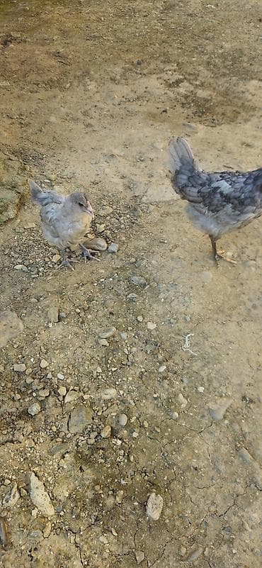 toyuq setqası: Cuceler amerukuana cinsidir Bu cinsler mavi yumurta verirler 2 denedi — 2