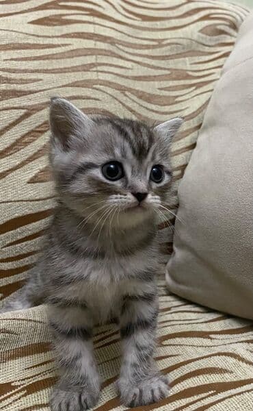 pişik cutleşdirme: Şotland, Erkək, Dişi — 1