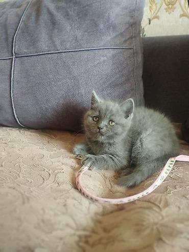 Şotland, Dişi, Yaxşı əllərə