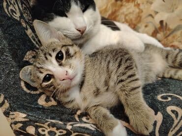 qara pişik adları: Tabbi, Yaxşı əllərə — 3