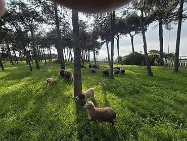 hovuz temizliyi: Qoyun və Keçi Otarma Xidməti - Yaşıllıq sahələrinin, sənaye və — 4
