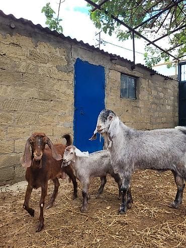 keçi satilir: Zebu tipli keçilər – damazlıq üçün - Növ: uzunqulaq, sallaqqulaq — 1