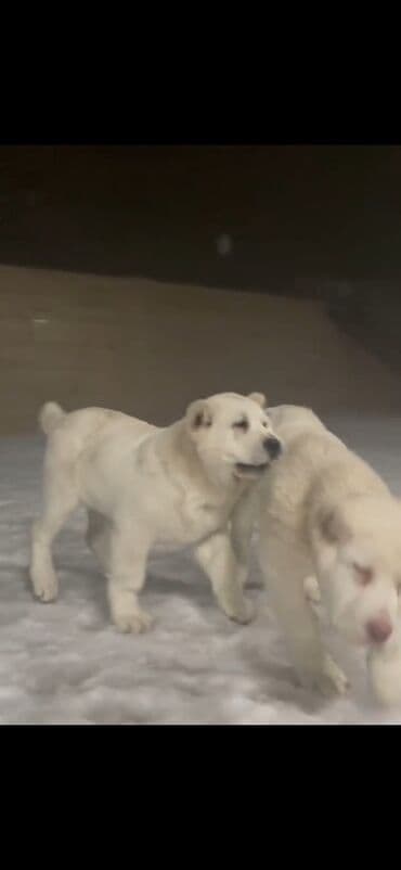 Quşlar: Qurdbasar — 3