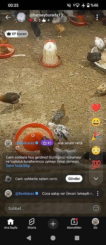 toyuq boğazı: Toyuq, Yumurtalıq, Ünvandan götürmə — 3