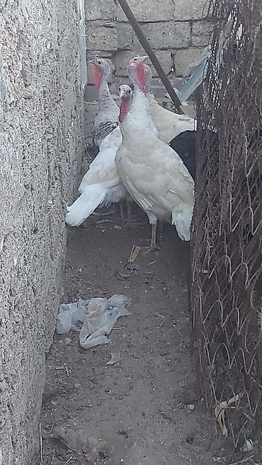 1i 40azn 4dene dişi hinduşqalar 3ağ reng 1 qara 1de boz hinduşqalar