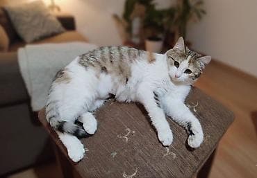 Dişi, Yaxşı əllərə