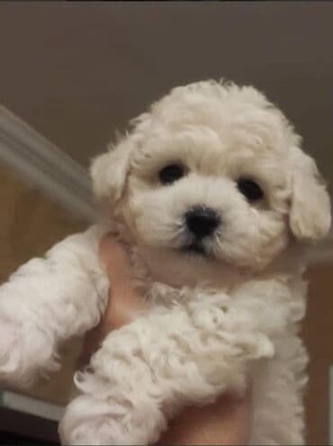 pudel balası: Pudel, 2 ay, Dişi, Peyvəndli, Ünvandan götürmə — 6