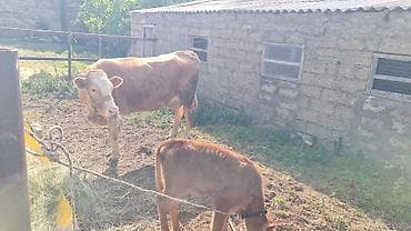 simmental danalarin satisi: Dişi, Simental, il: 3, 800 kq, Südlük, Ünvandan götürmə — 4