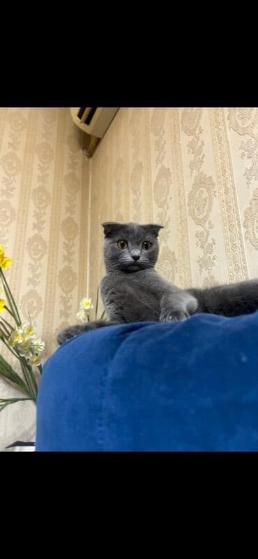 dişi pişik: Şotland — 7