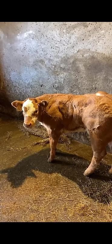 ucuz keci: Cins buzov – ətlik istiqamət - Rəng: açıq qəhvəyi, alnında ağ ləkə - — 2