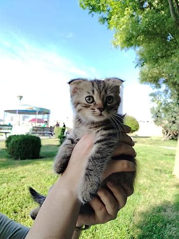 pisik cantasi: Şotland — 3